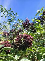 Garten Garten
