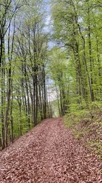 Ferienhaus Ottmar Bild 9