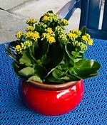 Wohnung Ippen Bild 19